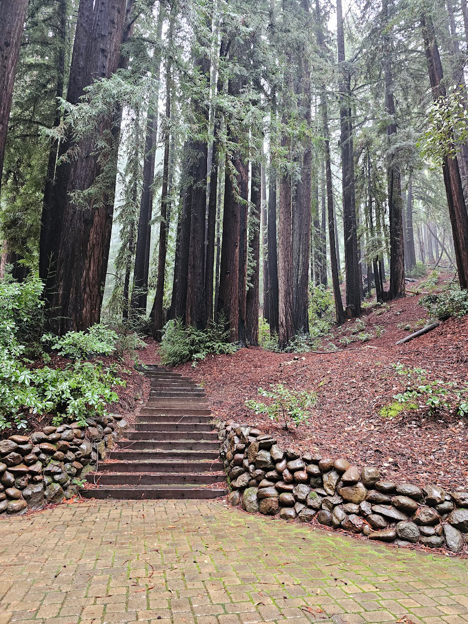 Image of redwood trees in the background